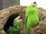 Happy Birbs
