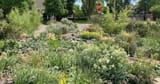 maximilism-or-colorful-perennials-centennial-cropped-1024x537