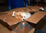flufox