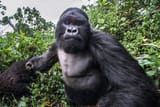 caters_gorilla_punch_03