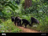 western-chimpanzee-pan-troglodytes-verus-community-emerging-from-the-undergrowth-to-walk-along-a-path-bossou-forest-mont-nimba-guinea-december-2010-W856RJ
