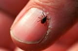 tick