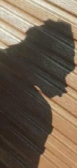 whos that niggymon