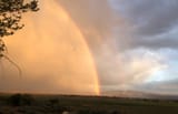 birdbow