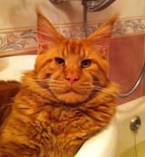ron
