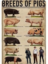 pigs