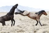 Horses fighting