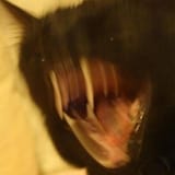 cat fangs
