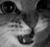 MEOW