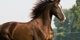 COPENHAGEN-NY-blog-thumbnail-Horse-Breeds