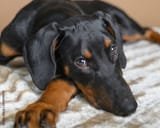 dobe
