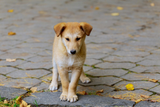 11-reasons-to-adopt-indie-dog-desi-kutta