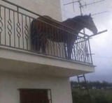 highhorse