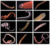 Bodega_ribbon_worms-from-Eric-Sanford-1600x1448