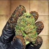 very sticky weed