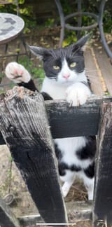 Kitler