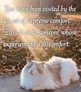 this is a kitty kot