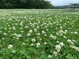 clover