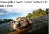 pitbull-swims_5_miles_to_bite_child