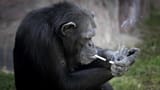 smoking_chimp