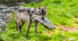 coastal_wolf