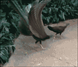 Peacock Rizzler