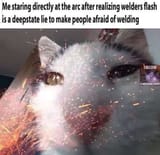 cat meme