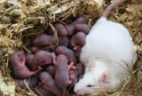Rat_litter