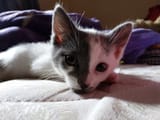 kittymeow