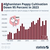 Afghan poppy out_no opium