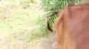 1709418505251473_thumb.jpg