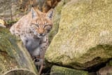 250305-Newquay-Zoo-Wild-Planet-Trust-Carpathian-Eurasian-Lynx-Rewilding-PR-Farah-Adaci-HR-41