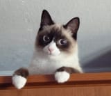 cat-curious