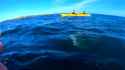 Octopus slap by a seal caught on GoPro_thumb.jpg