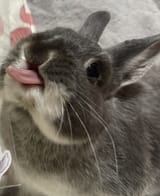 tongue out