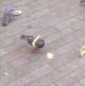 Pigeon Stuck Bread_thumb.jpg