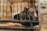 36863998-9055009-The_world_s_loneliest_bear_Jambolina_pictured_in_her_garage_cage-a-58_1608032755333-2439460653
