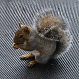squirrel
