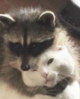 GF2_tO6XIAABHhs