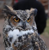 great horned owl