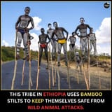 Stilts