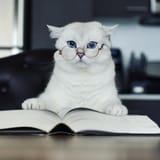 smart kot