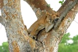 Julie-Larsen-Maher_5154_African-Lion-female-in-a-tree-in-wild_UGA_06-21-10-977x650