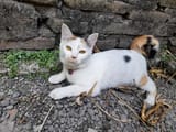 this-white-female-cat-is-striped-or-commonly-called-a-calico-cat-the-fur-is-very-soft-the-calico-cat-has-many-myths-or-beliefs-in-society-photo