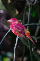 Summer tanager