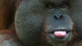 orangutanstickingouttongue