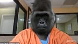 nigger166
