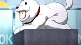 dog15