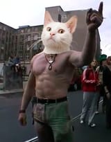 cat-checks1