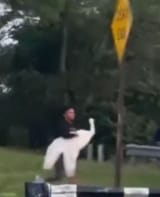 swan thief